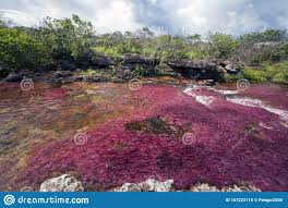 Caño cristales is a colombian river located in the serrania de la macarena province of meta, and is a tributary of the guayabero river. Fluss Five Colors Cano Cristales Kolumbien Stockfoto Bild Von Eingeburgert Edward 167223110