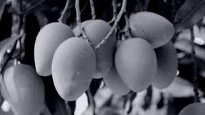 60+ gambar pemandangan alam kartun hitam putih bukan hanya gambarnya saja, tetapi juga keaslian keindahan. Mangga Muda Halaman 1 Kompasiana Com