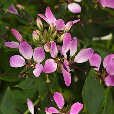 Image result for Cleome