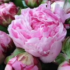 Is your neighbor allowed to cut your bushes? Paeonia Lactiflora Sarah Bernhardt Agm Peony Sarah Bernhardt Agm Love Peonies