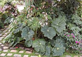 Begonia Lotusland With Huge Lush Leaves And Tall Sprays Of Pink Flowers Lotusland Is A Larger Than Life Begonia That Perfectl Plants Begonia Plant Sale