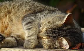 J'aide mes parents / les vieux se cachent pour mourir. Comment Savoir Si Mon Chat Souffre Ou A Mal