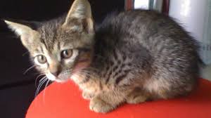 Need a dog or cat sitter for upcoming travel? Pet Sitting And Dog Boarding Daily Visi Pet Sitting Dog Boardi