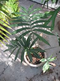 Image result for Stangeria eriopus