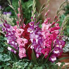 Image result for Gladiolus melleri