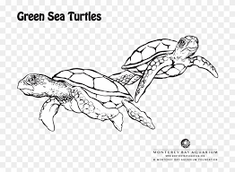 Sea coloring pages is an opportunity to travel. Green Sea Turtle Coloring Page Lovely Giant Green Sea Green Sea Turtle Coloring Pages Hd Png Download 734x552 4560722 Pngfind