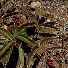 Image result for Lannea edulis