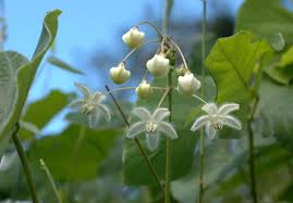 Image result for Pergularia