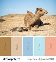 Complementary colors, when placed next to each other, create the best contrast. 10 Camel Color Palette Ideas In 2021 Icolorpalette