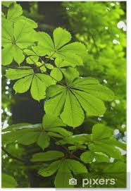 Find images of horse chestnut leaves. Detail Of Horse Chestnut Tree Leaves Poster Pixers We Live To Change