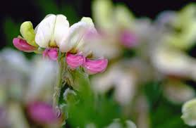 Image result for Tephrosia polystachya