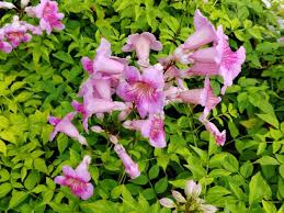 Image result for Podranea