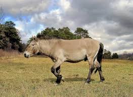 Kg rechtsform halbwildes pferd — wildpferd przewalski pferd (equus ferus przewalskii) systematik unterklasse. Wildpferd Wikipedia