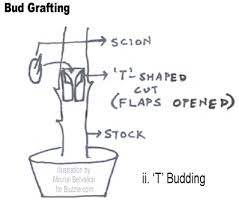 We did not find results for: How To Graft Rose Plants With Easy Artificial Propagation Methods Gardenerdy