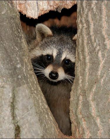 Tennessee State Wild Animal | Raccoon