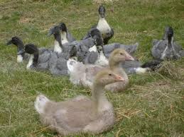 Blue swedish ducks are a hardy, strong breed with good foraging ability. Our Blue Swedish Ducks Photos Backyard Chickens Learn How To Raise Chickens