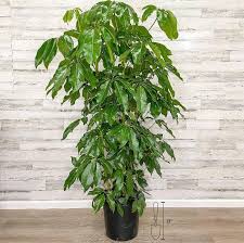 Image result for Schefflera