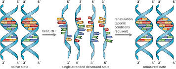 Structure And Function Of Dna Microbiology