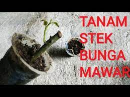 We did not find results for: Cara Menanam Stek Bunga Mawar Youtube