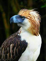 This makes the philippine eagle one of the world's largest eagles, with the largest wing surface area. Philippine Monkey Eating Eagle Steemit