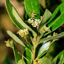 Image result for Gerrardinaceae