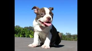 Akc Red White Boston Terrier Puppies For Sale San Diego California Pups Ca Youtube