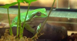 For each additional wtf, you need to add at least 10 gallons. Basic Information Sheet White S Tree Frog Lafebervet