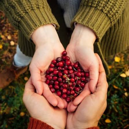 Cranberries for Digestive Health: Give Your Gut a Boost | Nuvance Health