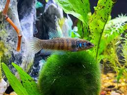 Frank betta, born circa 1939 frank betta was born circa 1939, at birth place, tennessee, to cecil betta and elvin betta. Bettas Seven Pines Bettas