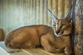 5 kostenlose bilder zum thema caracal katze. Caracal Katze Grosse Katze Katzen Lokalisierte Hintergrund Stockfoto Bild Von Nave Wild 83255222