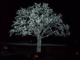 Lighted Tree In Bloomington Mn Tree Lighting Flowers Plants