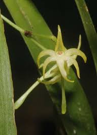 Image result for Angraecum calceolus