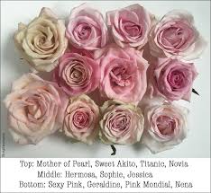 Maybe you would like to learn more about one of these? Pink Rose Study With Amato Wholesale Flirty Fleurs The Florist Blog Inspiration For Floral Designers