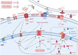 The building code requires for any and all interior renovations, alterations and / or additions to a residential dwelling that smoke and carbon monoxide detectors need to be installed to comply with the residential building code of the new. Frontiers Mitochondrial Ion Channels Of The Inner Membrane And Their Regulation In Cell Death Signaling Cell And Developmental Biology