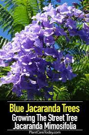 Growing Jacaranda Mimosifolia How To Care For Blue Jacaranda Trees Jacaranda Tree Blue Flowers Garden Flower Garden Plans