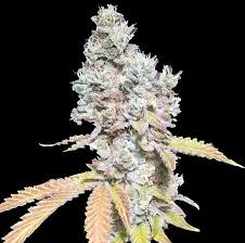 Polyester strain gauge 10 pcs. Quebec Cookies Feminized Cannabis Seeds