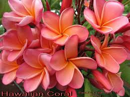 Pin On Flowers