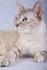 Lynx Point Siamese Cat