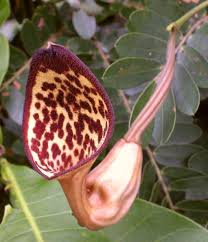 Image result for Aristolochia promissa