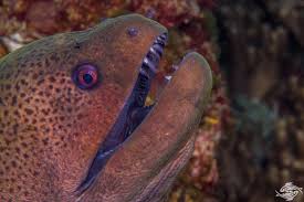 Giant Moray Eel Facts And Photographs Seaunseen