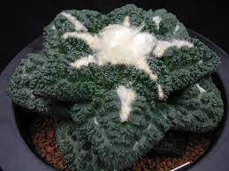 http www5e biglobe ne jp hama jj 31 bbsdata 9468 0 jpg cactus succulents garden