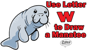 How to draw a manatee. How To Draw A Manatee Harptoons Youtube