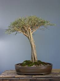 Image result for Buddleja saligna