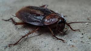 Cómo acabar con las cucarachas, las hormigas recoger los restos de comida y ser especialmente escrupulosos con la limpieza en la cocina y el cuarto de baño es fundamental para prevenir la. Como Eliminar Cucarachas Y Que No Vuelvan A Aparecer