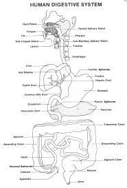 View Source Image Digestive System Worksheet Human Digestive System Digestive System Anatomy