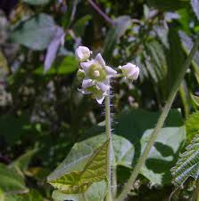 Image result for Sicyos