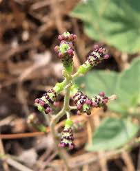 Image result for Commicarpus helenae