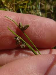Image result for Isolepis sp.no.1