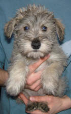 We did not find results for: Valley View Schnoodle Breeders Schnoodle Information