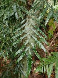 Image result for Lomariopsis